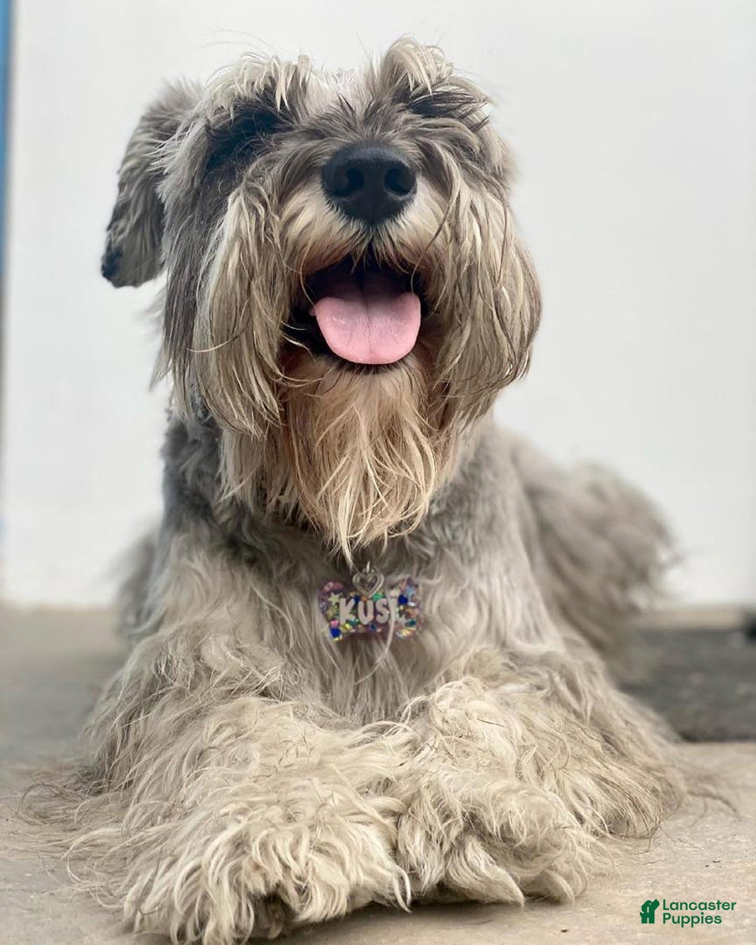 Miniature Schnauzer dogs for sale: Jake - Image 4