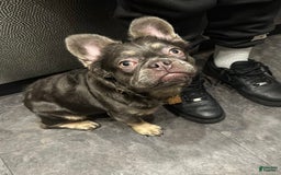 French Bulldog dogs for sale: Chloe🌸 - Image 7