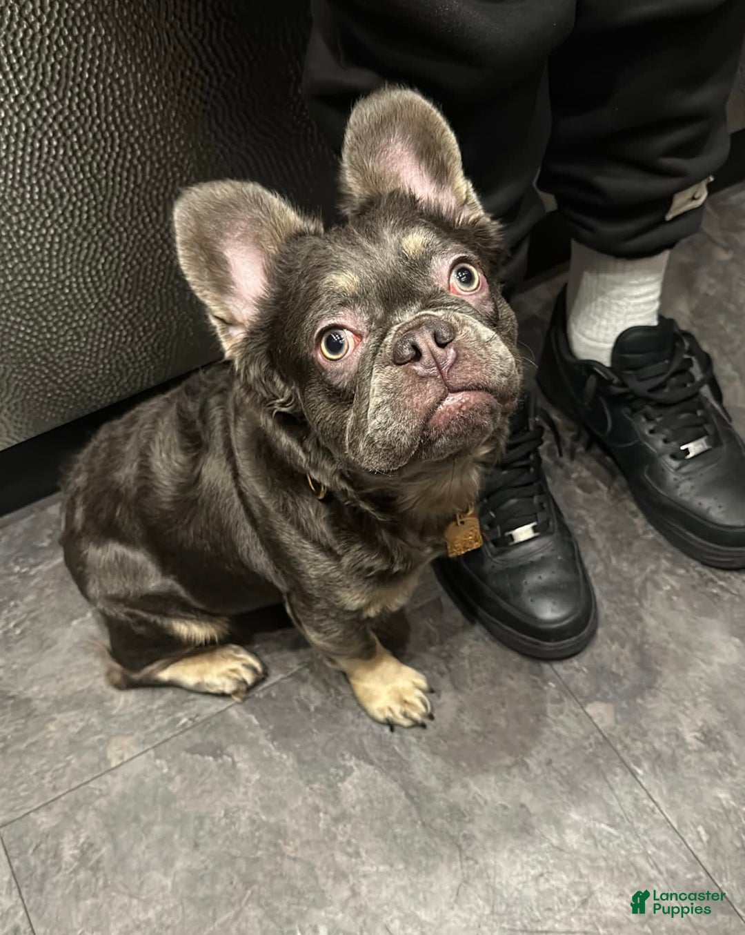 French Bulldog dogs for sale: Chloe🌸 - Image 7