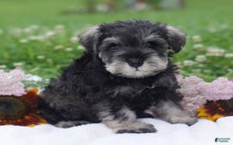 Miniature Schnauzer dogs for sale: Shanon - Image 2