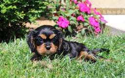 Cavalier King Charles Spaniel dogs for sale: Hope - Image 4