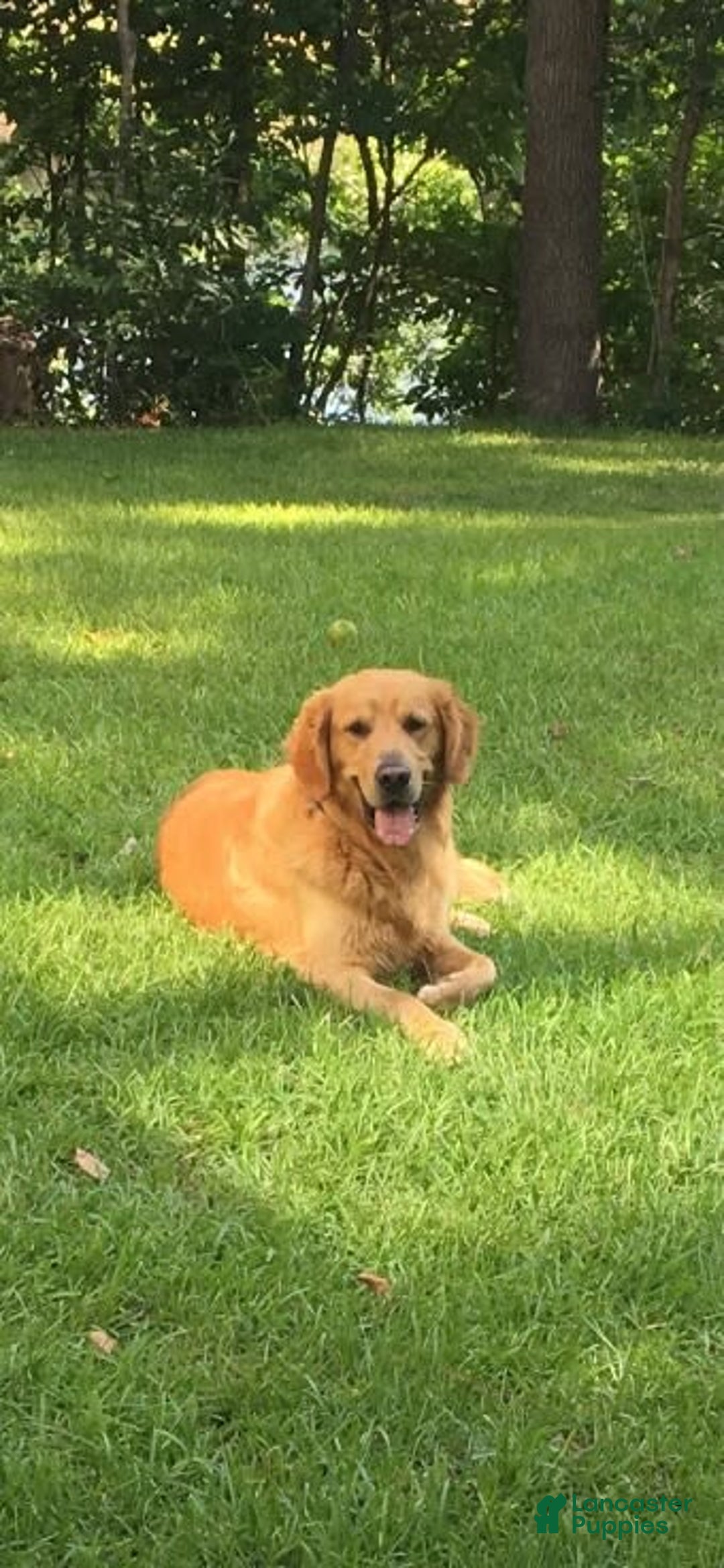 Golden Retriever dogs for sale: Blue Male - Image 3