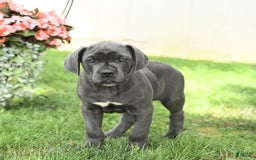 Cane Corso dogs for sale: Buzz - Image 2