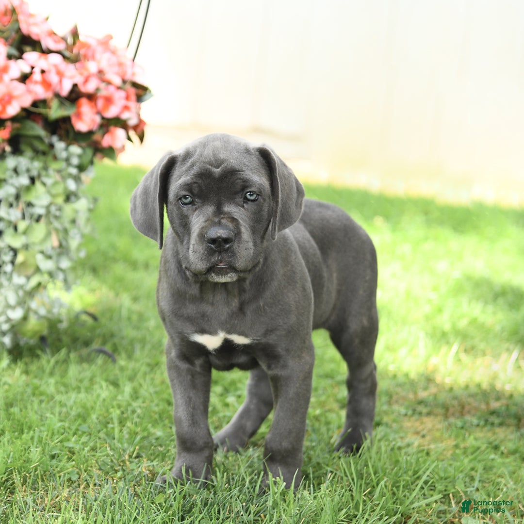 Cane Corso dogs for sale: Buzz - Image 2