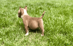 American Bully dogs for sale: Reign - Image 5