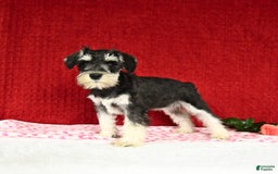 Miniature Schnauzer dogs for sale: Malenna - Image 5