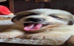 Great Pyrenees dogs for sale: Purple - Image 8