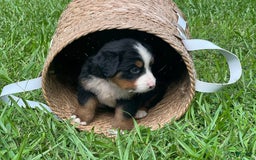 Bernese Mountain Dog dogs for sale: Mia - Image 4