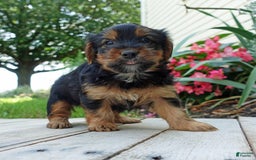 Yorkshire Terrier dogs for sale: Tucker - Image 1