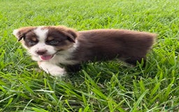 Australian Shepherd dogs for sale: L-purple - Image 10