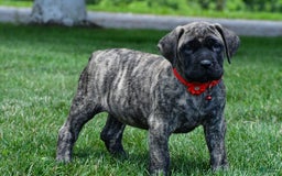 English Mastiff dogs for sale: Vicky - Image 3