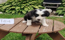 Border Collie dogs for sale: Tillie - Image 3