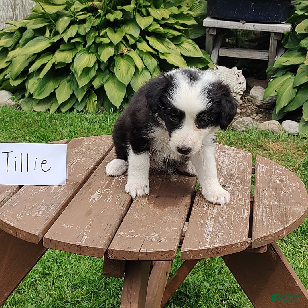 Border Collie dogs for sale: Tillie - Image 3
