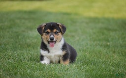 Welsh Corgi Pembroke dogs for sale: Roman - Image 9