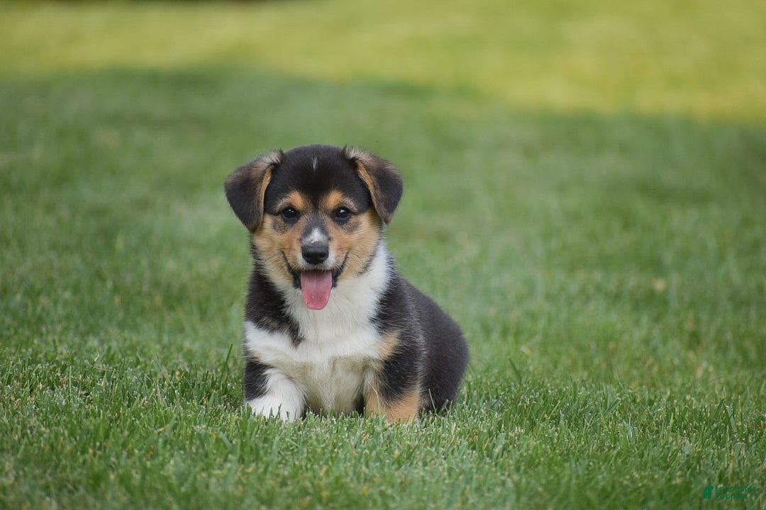 Welsh Corgi Pembroke dogs for sale: Roman - Image 9