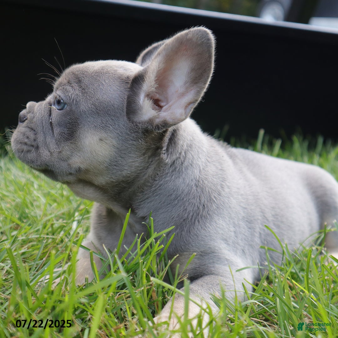 French Bulldog dogs for sale: Ben - Image 3