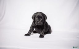 Goldador dogs for sale: Orange - Image 6