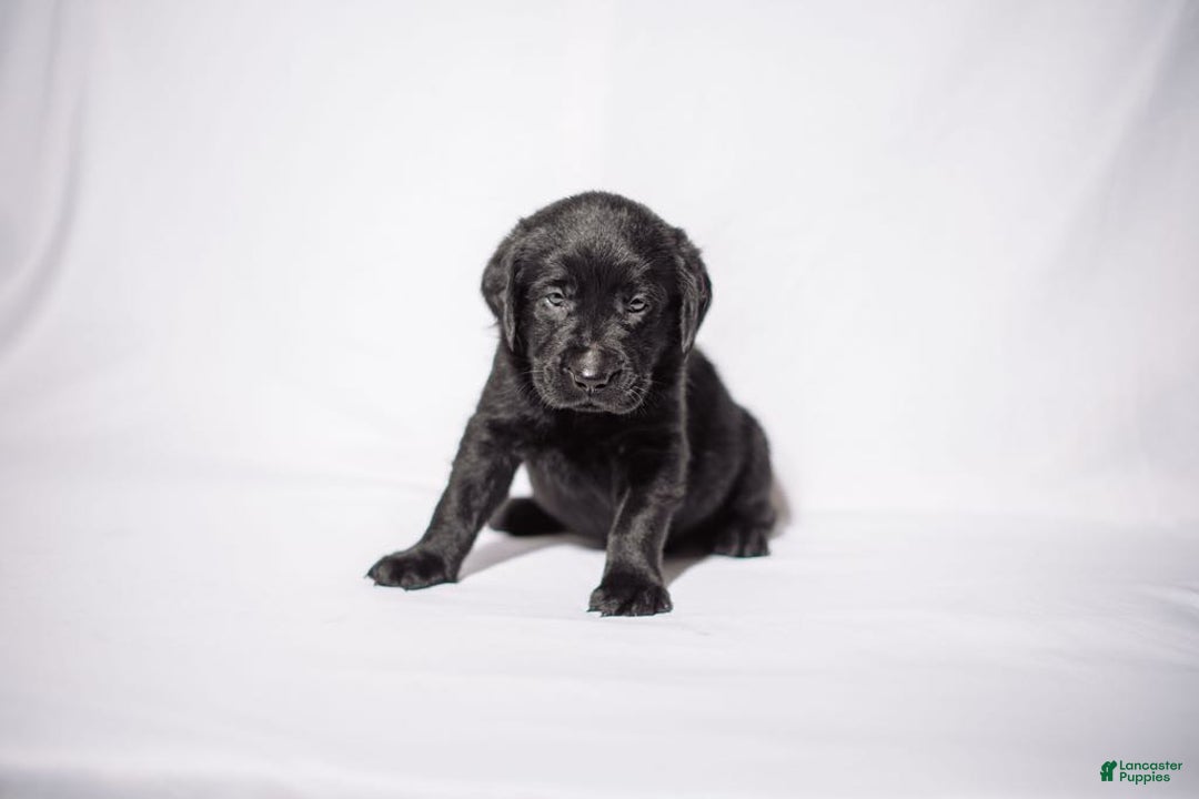 Goldador dogs for sale: Orange - Image 6