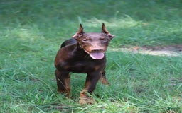 Doberman Pinscher dogs for sale: Atlas - Image 3