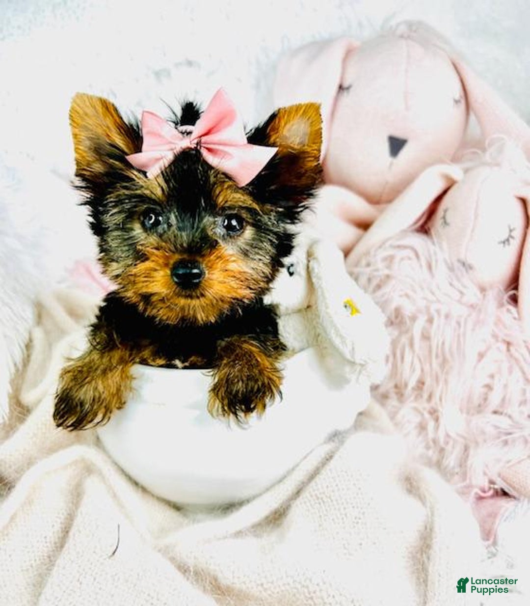 Yorkshire Terrier dogs for sale: Jewels - Image 2