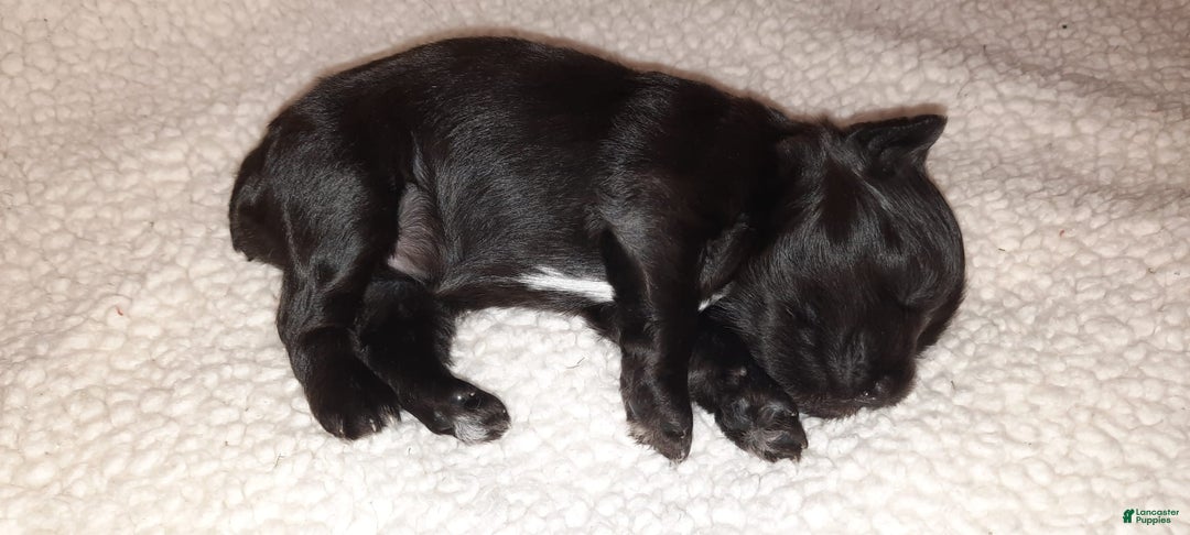 Miniature Schnauzer dogs for sale: Girl2 - Image 12