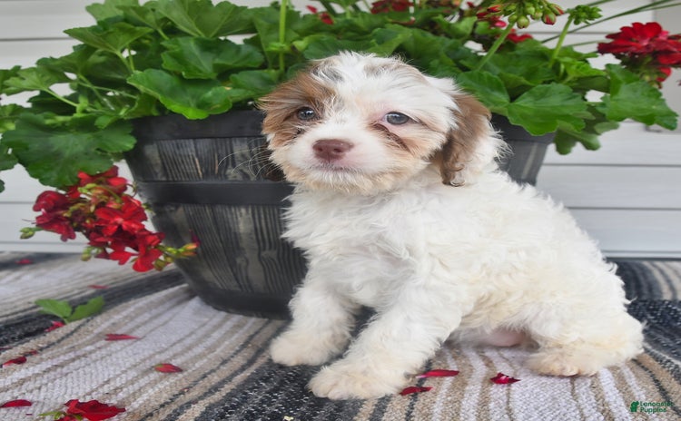 Cavapoo dogs for sale - Ad 4