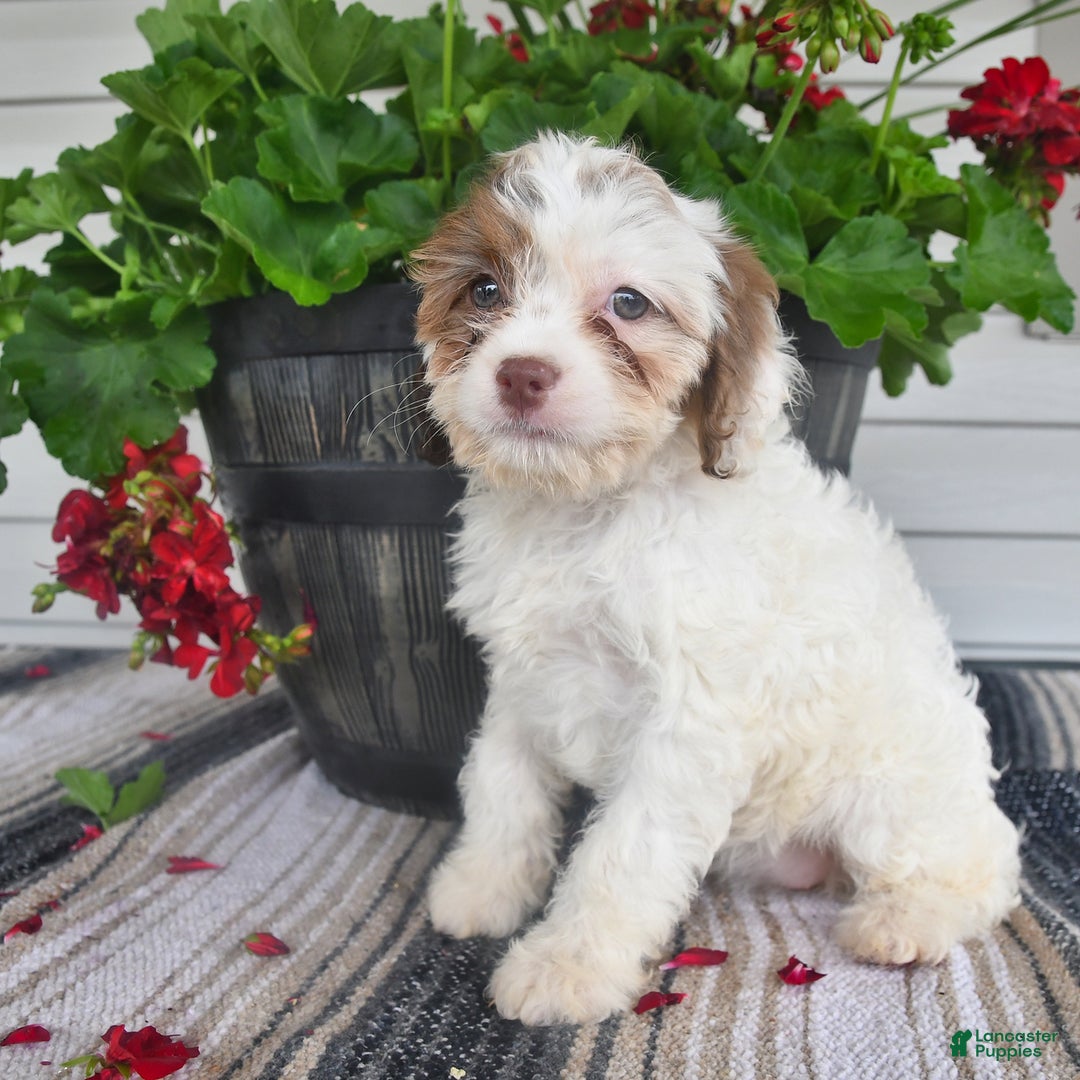 Cavapoo dogs for sale: Missie - Image 1