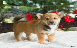 Shiba Inu dogs for sale: Hazelnut - Image 5