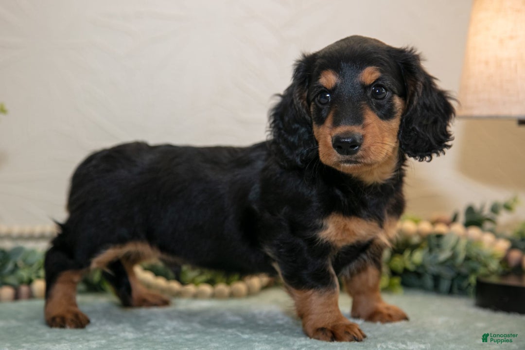 Miniature Dachshund dogs for sale: Jordan - Image 3