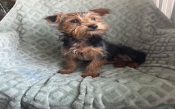 Yorkshire Terrier dogs for sale: Danny Boy - Image 3