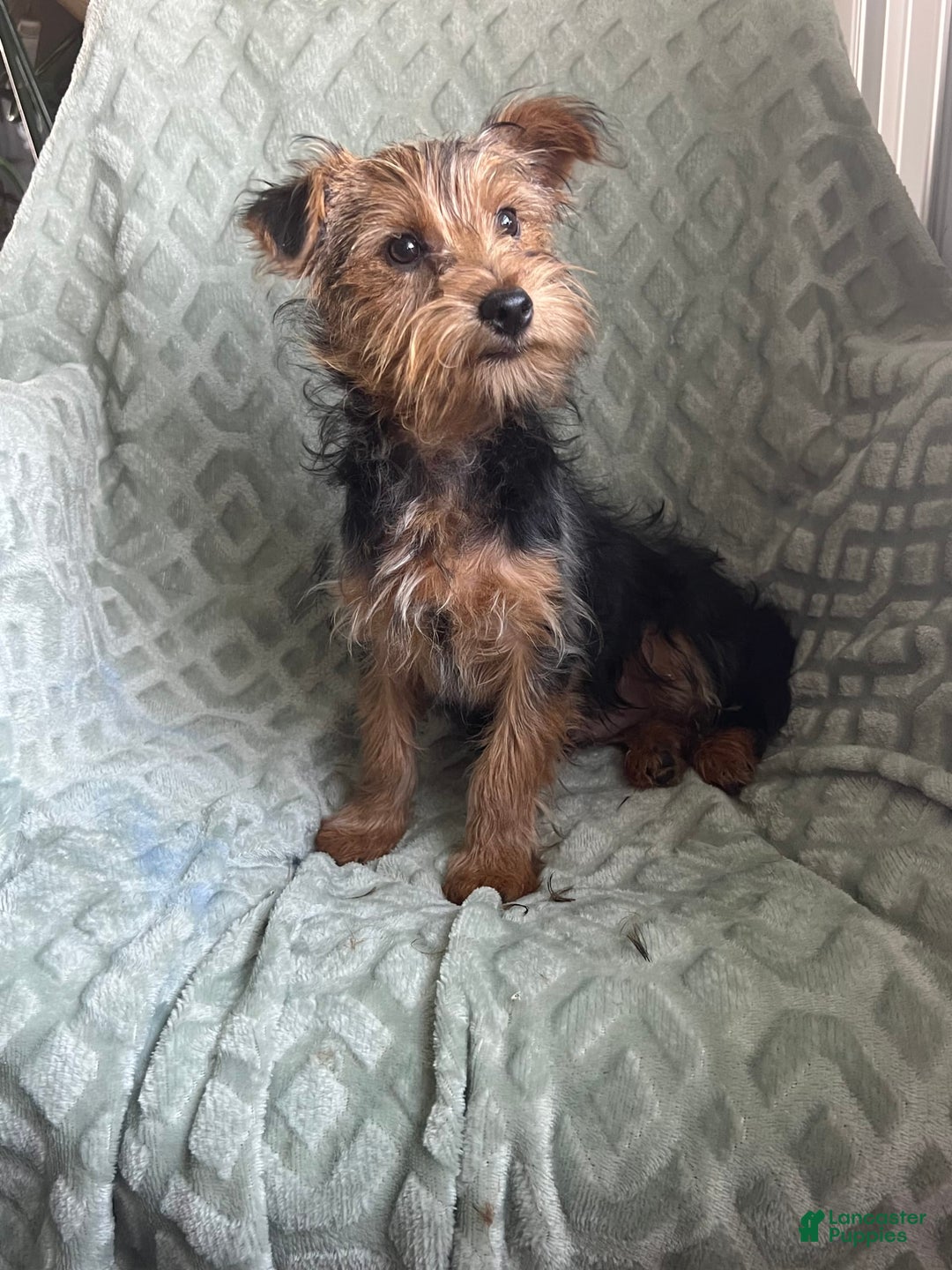 Yorkshire Terrier dogs for sale: Danny Boy - Image 3