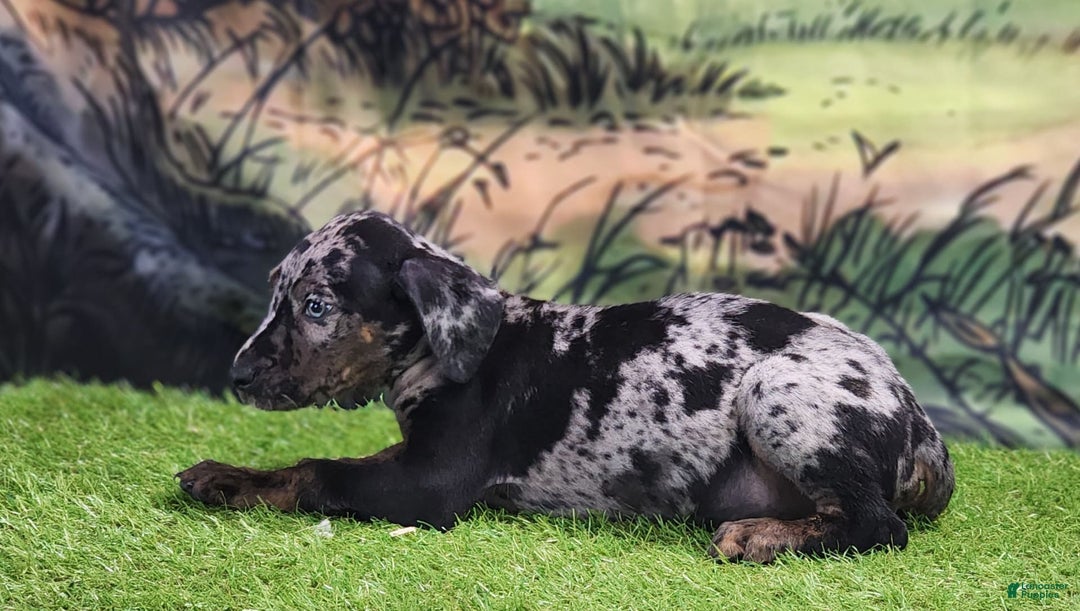 Catahoula Leopard Dog dogs for sale: Houdini 2025 Male 2 - Image 9