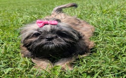 Shih Tzu dogs for sale: Arwen - Image 4