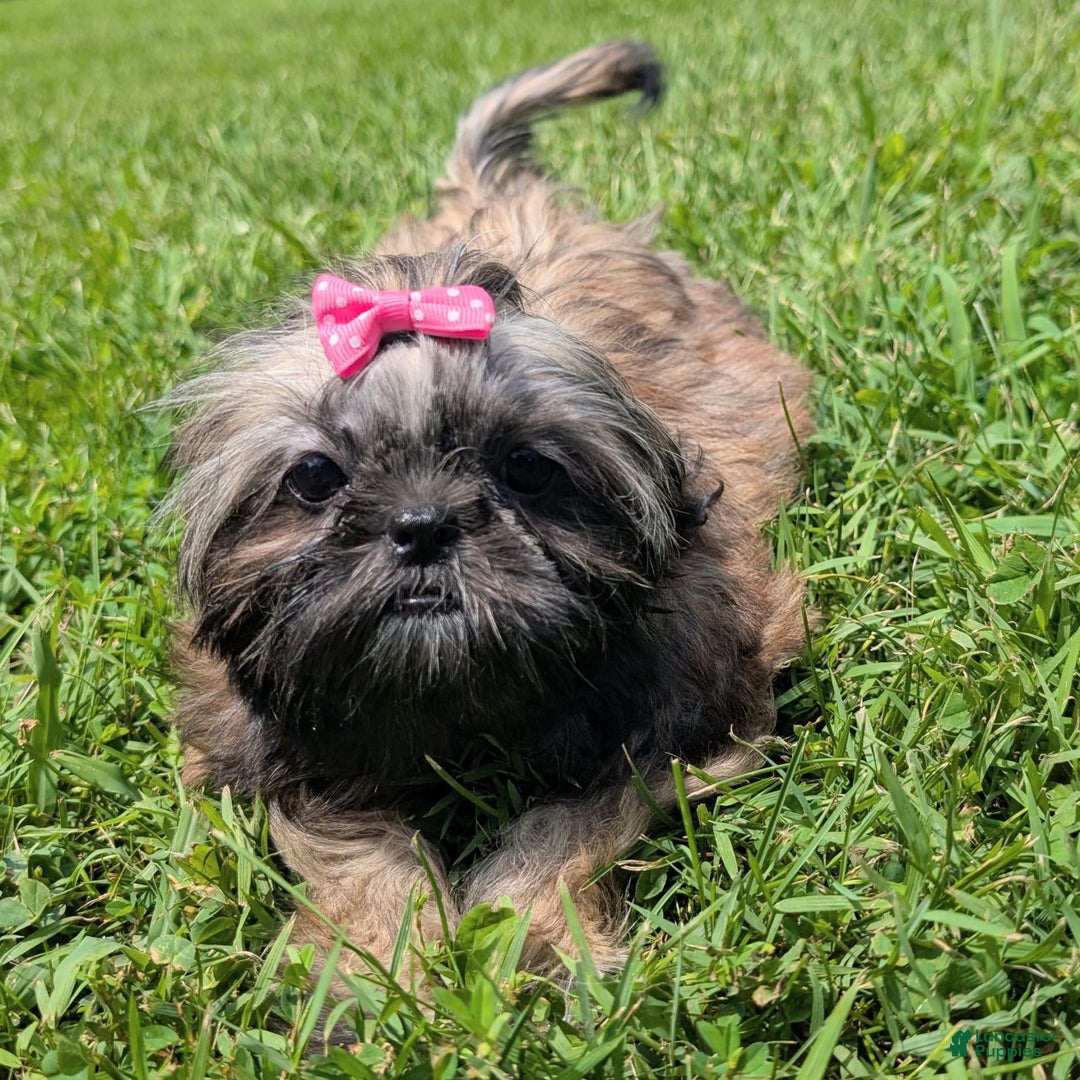 Shih Tzu dogs for sale: Arwen - Image 4