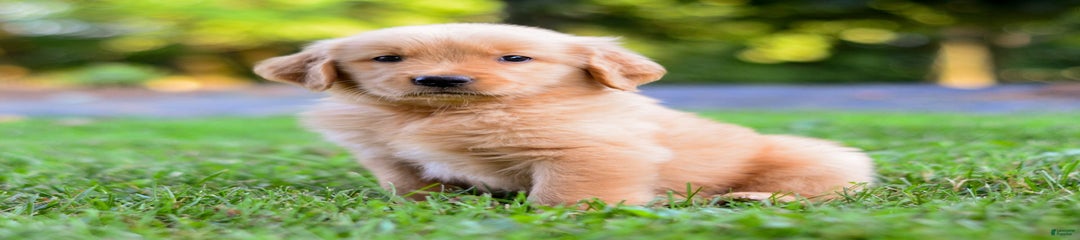 Dash