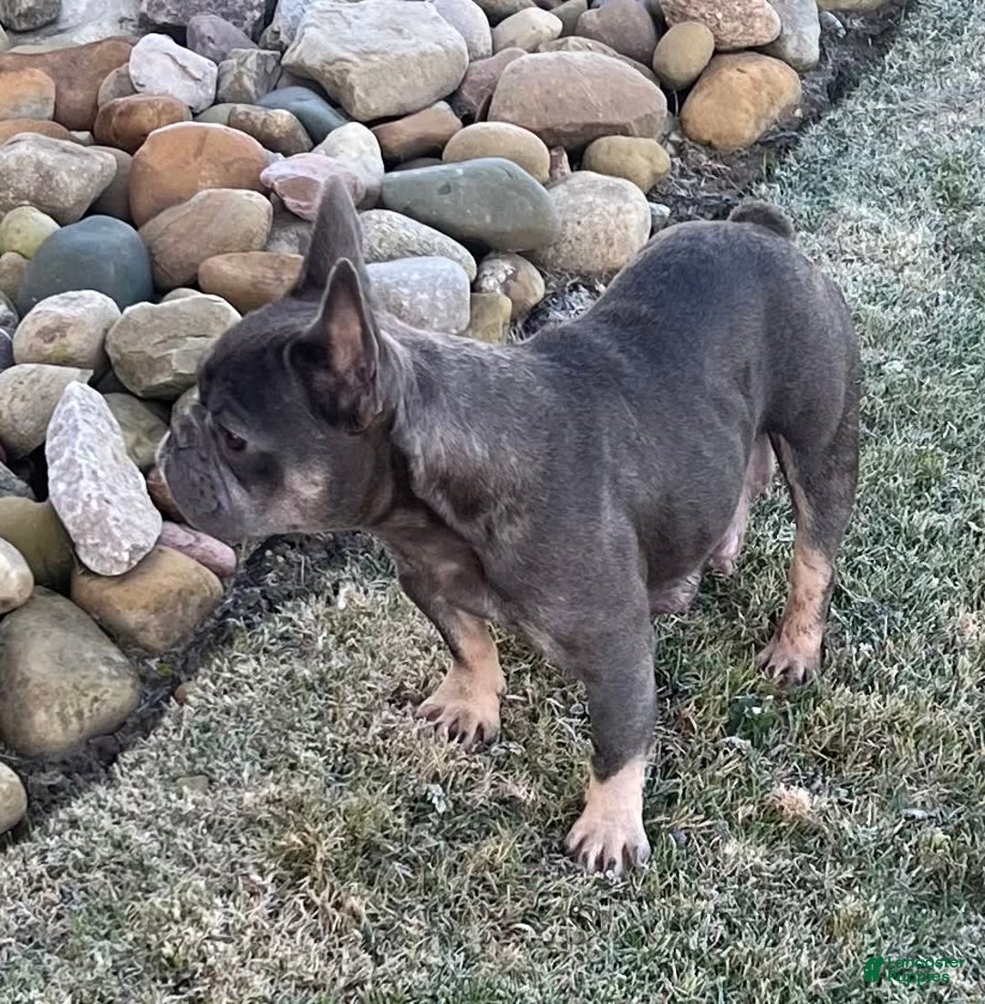 French Bulldog dogs for sale: Loki - Image 11