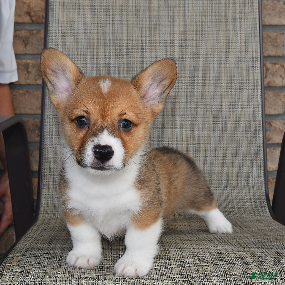 Welsh Corgi Pembroke dogs for sale: Cole - Image 8