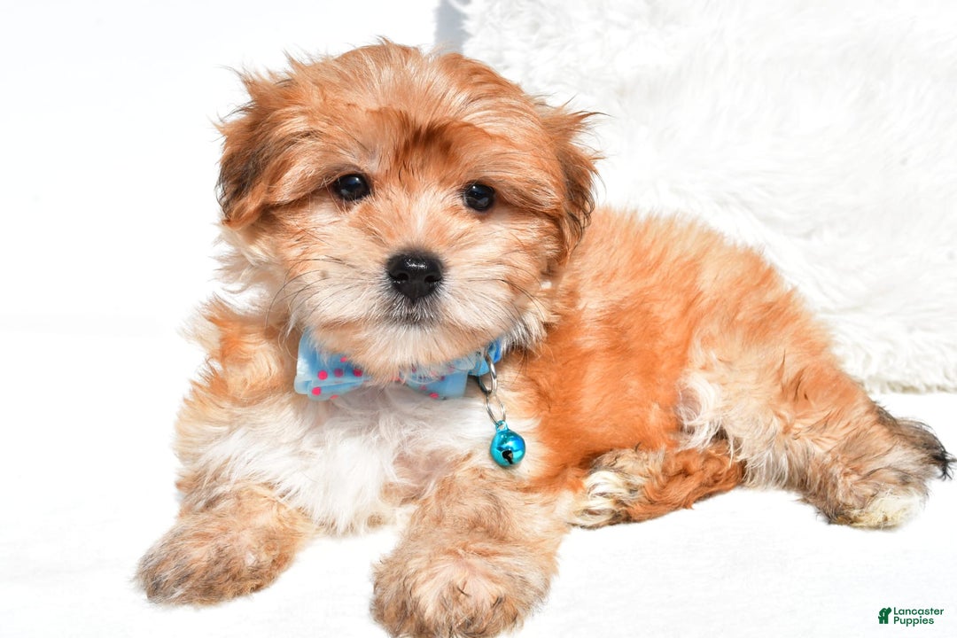 Morkie dogs for sale: Jackson Teacup - Image 1