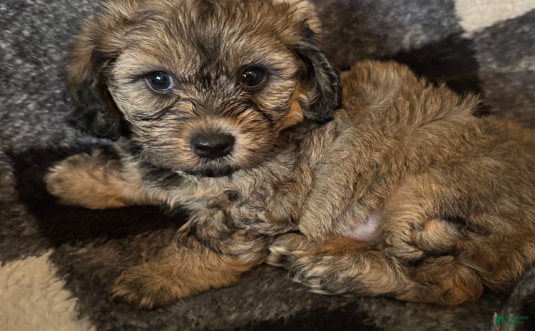 Teddy Bear dogs for sale - Ad 1