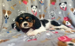 Cavalier King Charles Spaniel dogs for sale: Chewy - Image 7