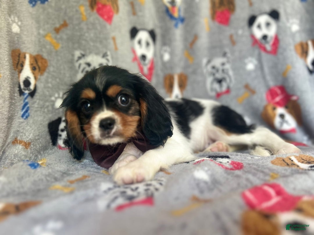 Cavalier King Charles Spaniel dogs for sale: Chewy - Image 7