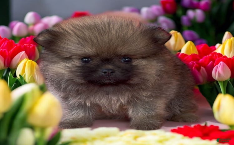 Pomeranian dogs for sale - Ad 1