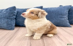 Australian Shepherd dogs for sale: Oliver - Image 5