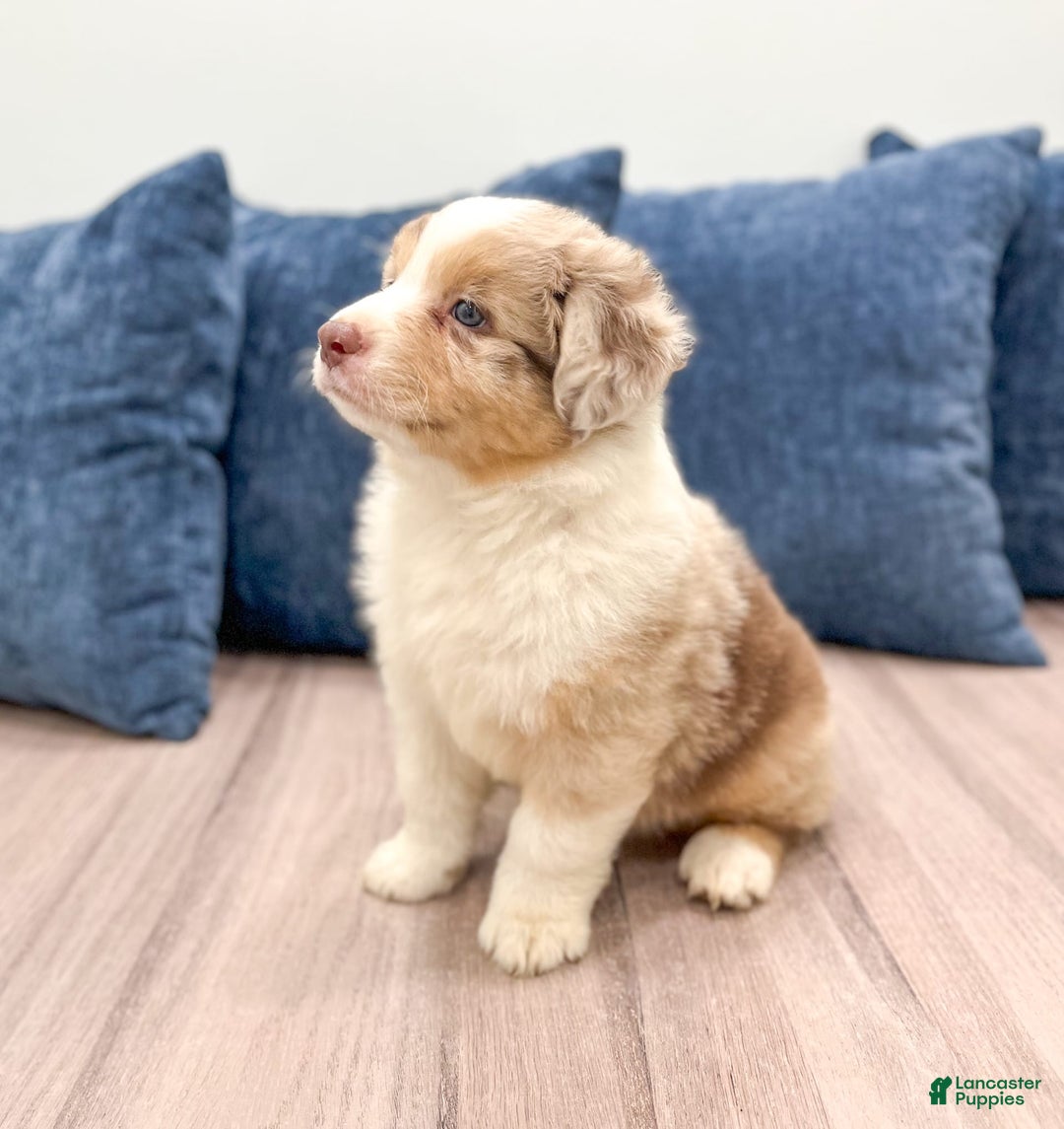 Australian Shepherd dogs for sale: Oliver - Image 5