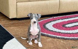 Italian Greyhound dogs for sale: Mj - Image 1