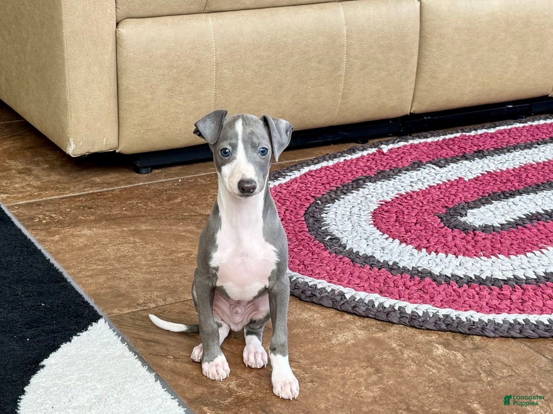 Italian Greyhound dogs for sale: Mj - Image 1