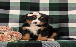 Bernese Mountain Dog dogs for sale: Gabriella - Image 1