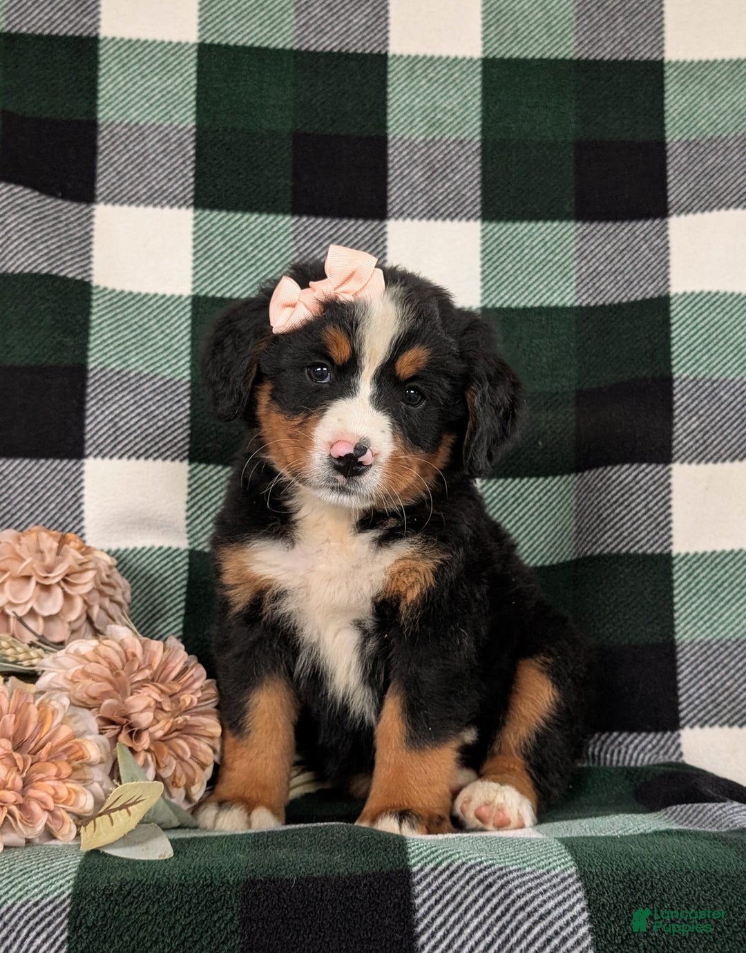 Bernese Mountain Dog dogs for sale: Gabriella - Image 1