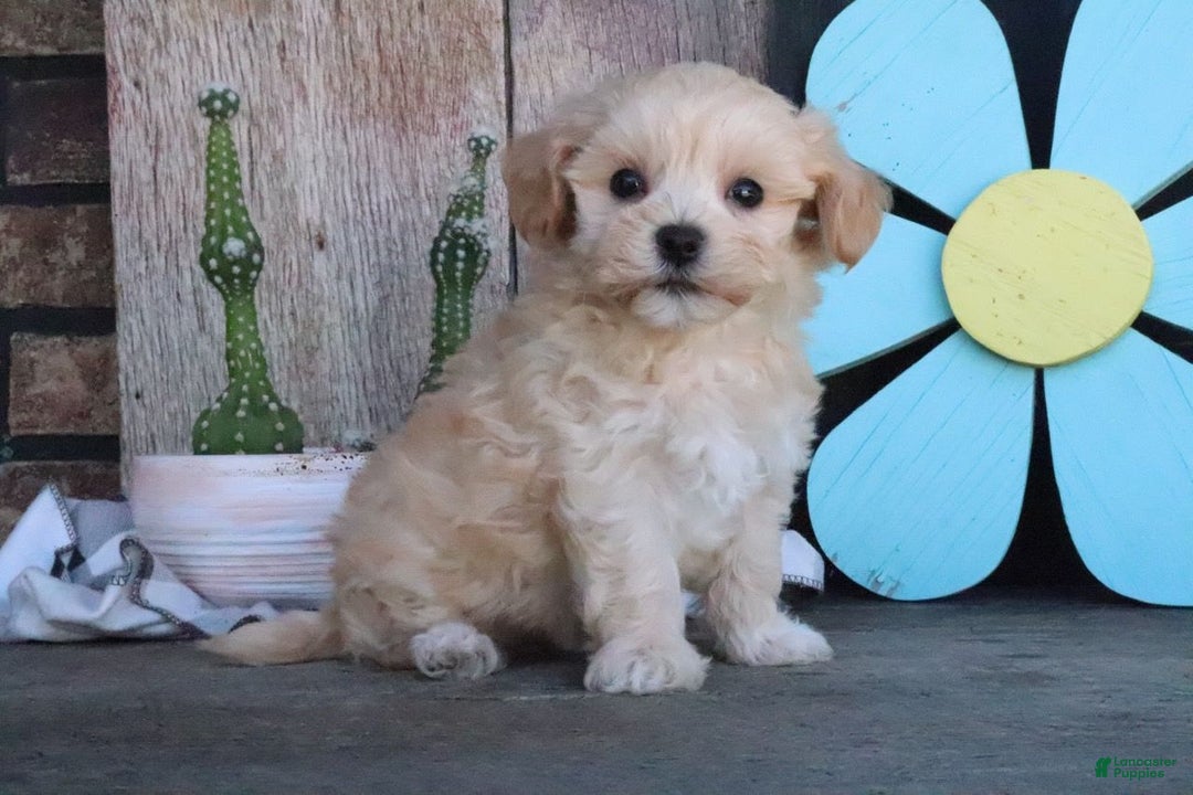 Maltipoo dogs for sale: Patsy - Image 6