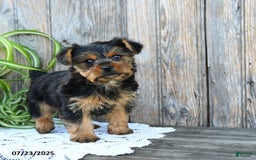 Yorkshire Terrier dogs for sale: Lucky - Image 4
